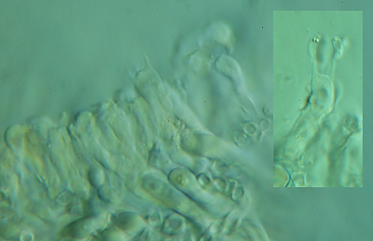 Che dite di P.medulla-panis?-foto8475(Ischnoderma resinosum)